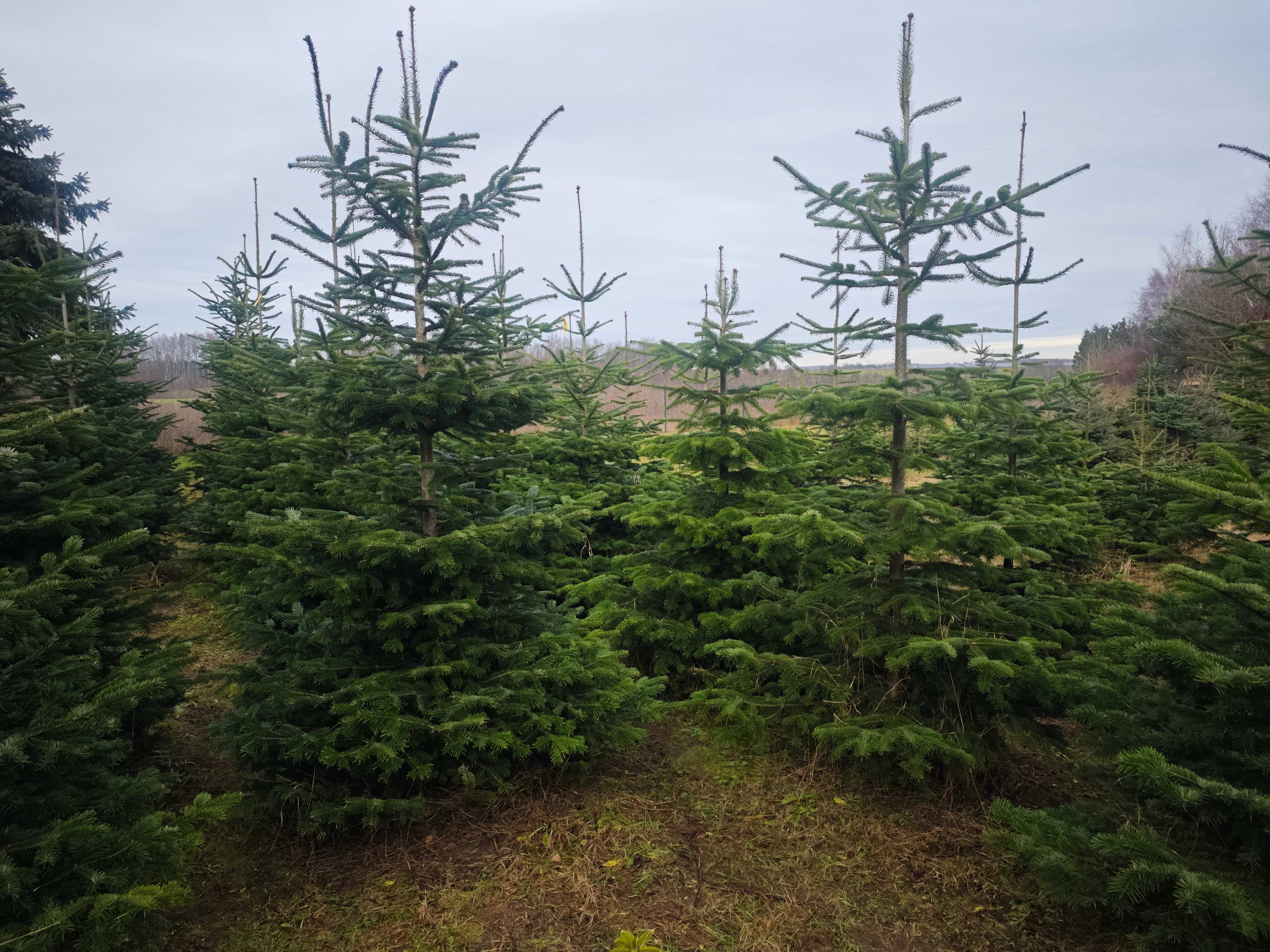 Christmas trees