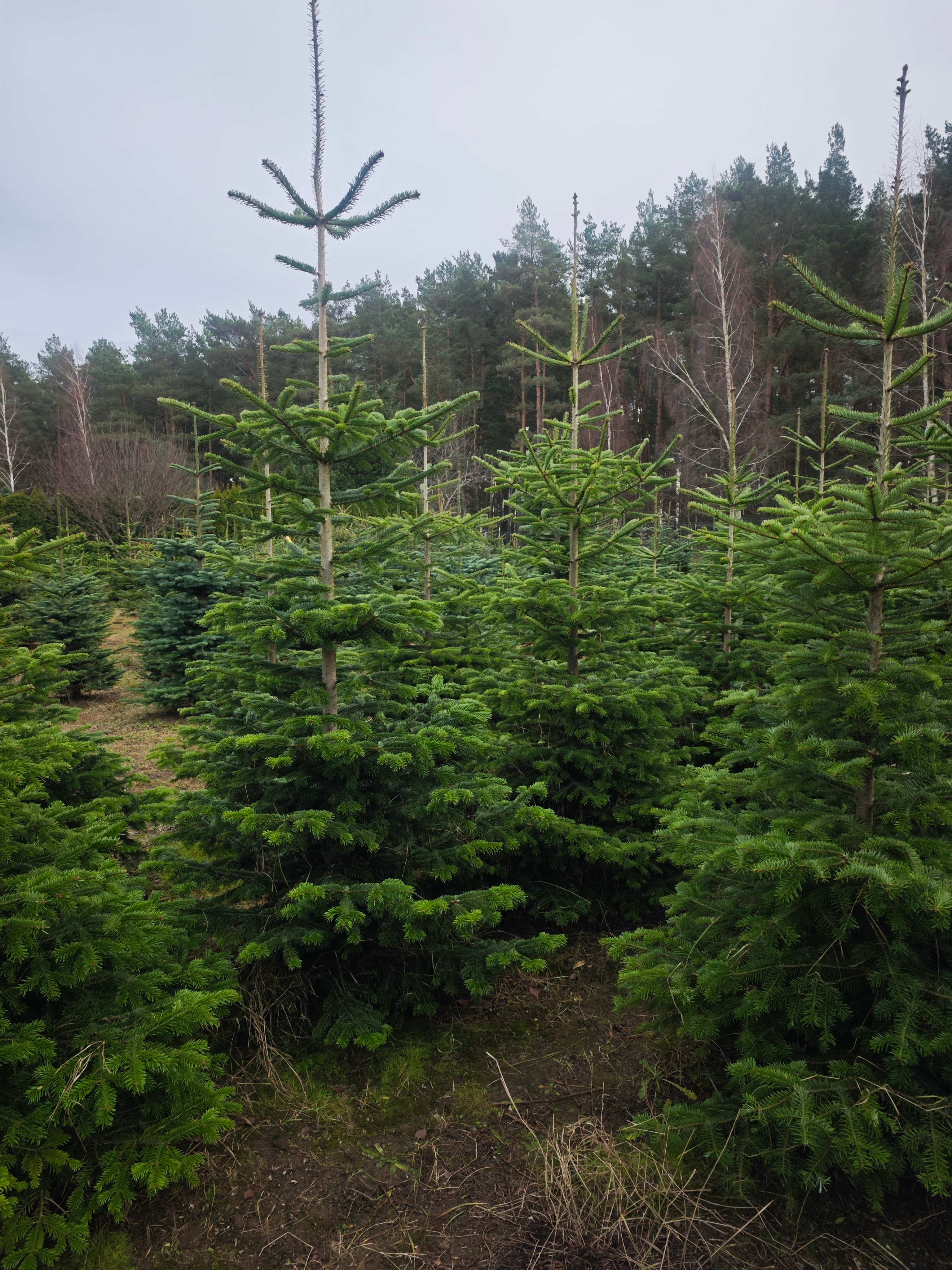Fresh Christmas trees