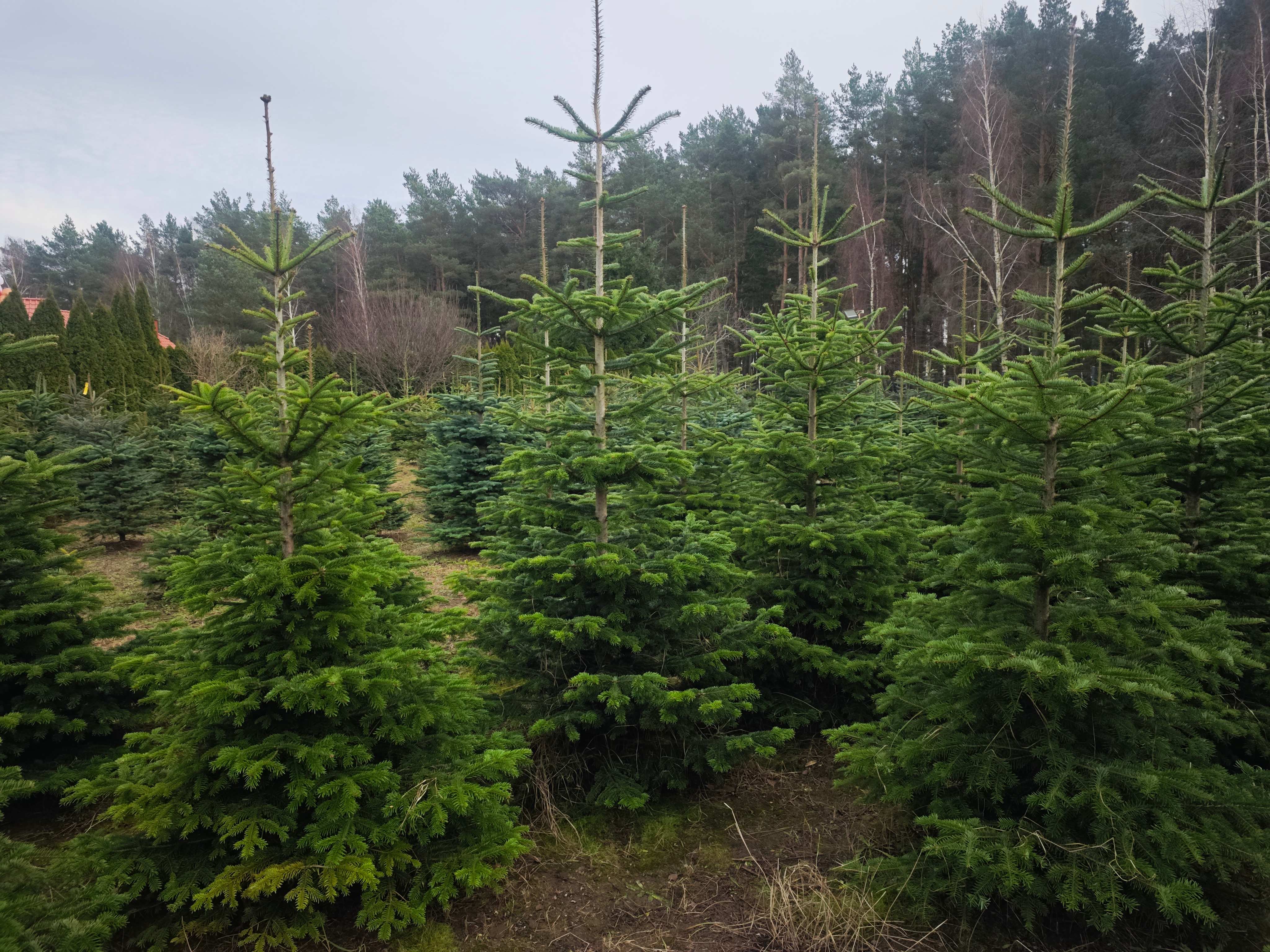 Christmas trees field