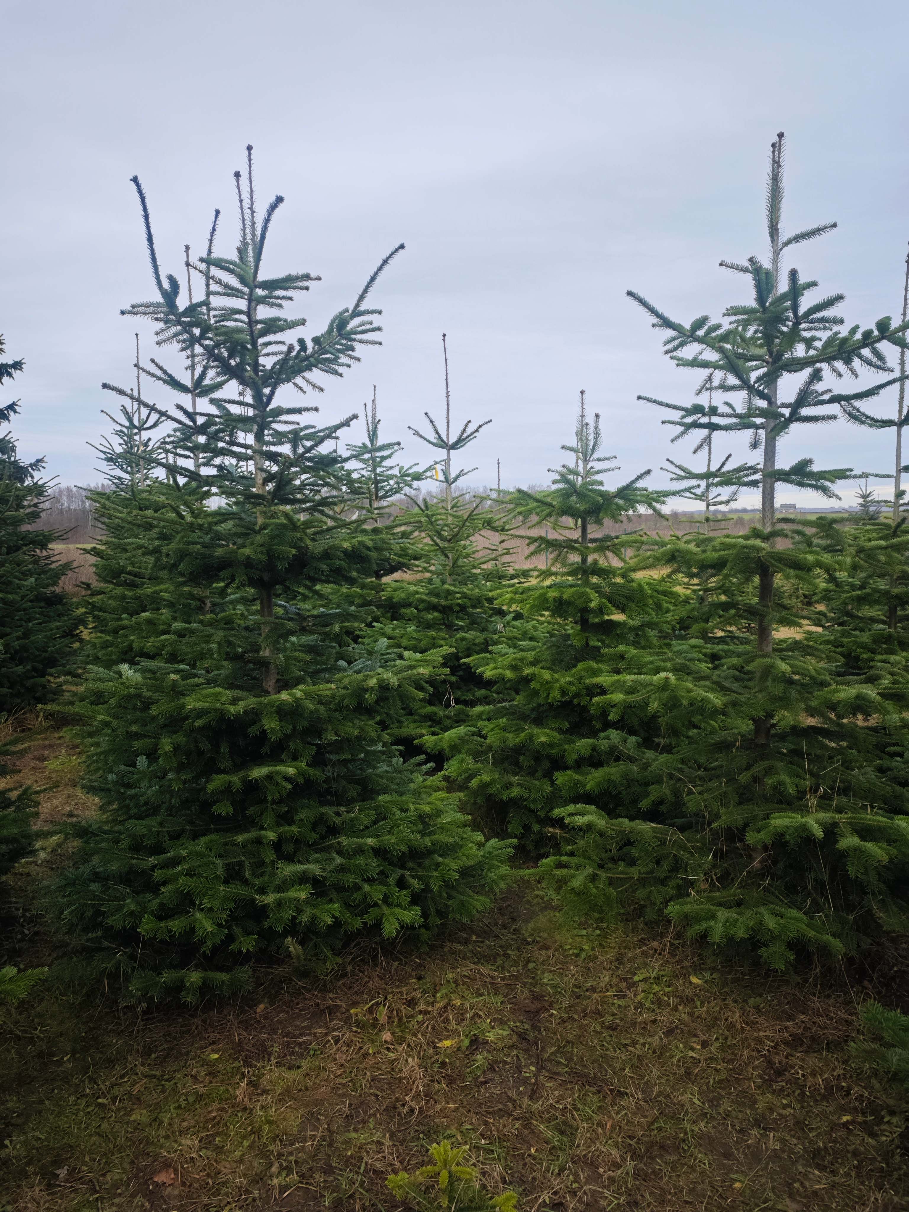 Christmas tree farm